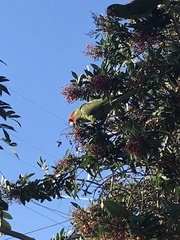 Psittacara erythrogenys