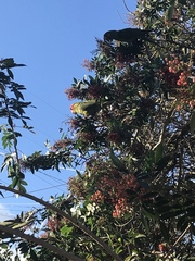 Psittacara erythrogenys