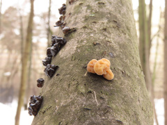 Macrotyphula contorta