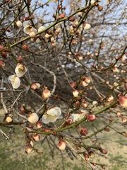 Prunus mume