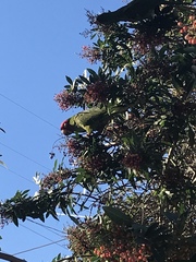 Psittacara erythrogenys