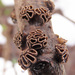 Sclerencoelia fascicularis - Photo (c) Иван Матершев,  זכויות יוצרים חלקיות (CC BY-NC), הועלה על ידי Иван Матершев