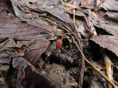 Ciboria amentacea