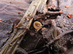 Ciboria amentacea