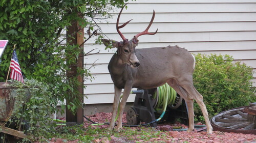 Mule Deer photographed in North Dakota