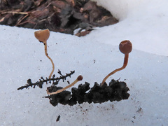 Ciboria amentacea