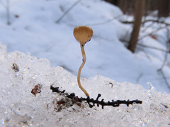 Ciboria amentacea
