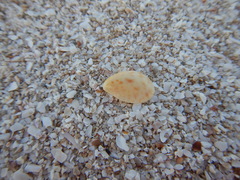 Crepidula maculosa
