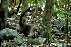 Nasua narica yucatanica
