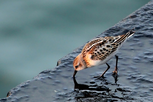 Little Stint