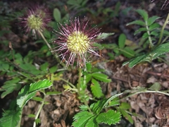Acaena ovalifolia