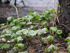 Parasenecio kamtschaticus