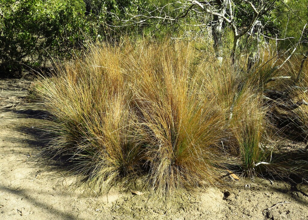 coastal immorality grass from Bermagui NSW 2546, Australia on July 30 ...