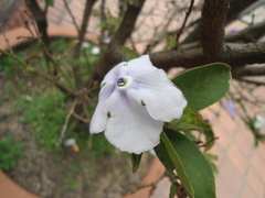 Brunfelsia pauciflora