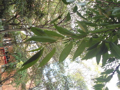 Prunus serotina