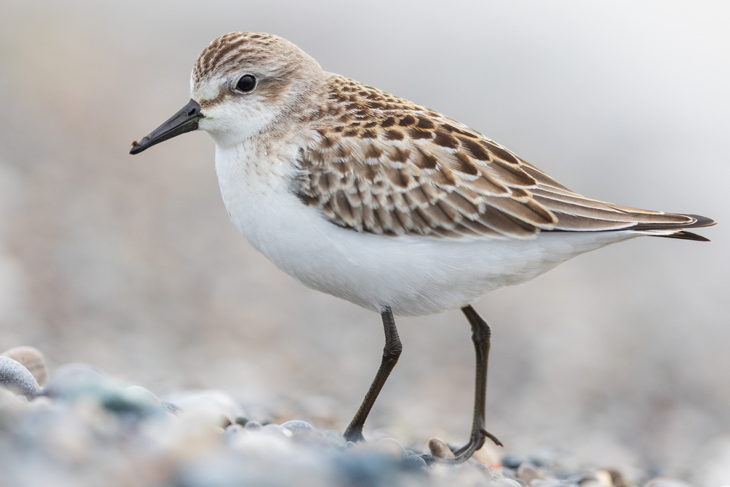 Semipalmated Sandpiper photo