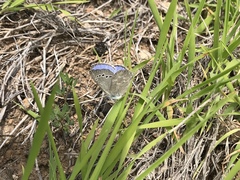 Glaucopsyche lygdamus australis