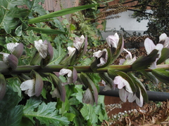 Acanthus mollis
