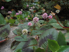 Persicaria capitata
