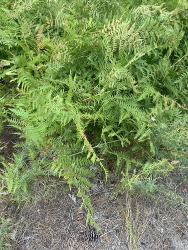 iNaturalist observation photo of common bracken