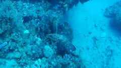 Epinephelus guttatus