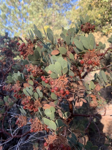 iNaturalist observation photo of Pringle's manzanita
