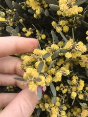 Acacia redolens