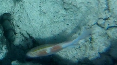 Holocentrus adscensionis