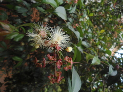 Syzygium paniculatum