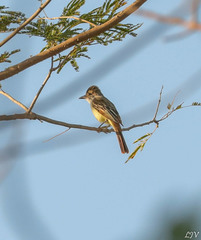 Myiarchus tyrannulus