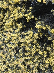 Acacia redolens