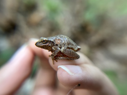 Spring Peeper photographed in Rhode Island