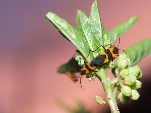 Large Milkweed Bug photographed in Texas