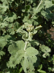 Malacothamnus hallii