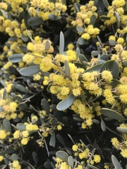 Acacia redolens
