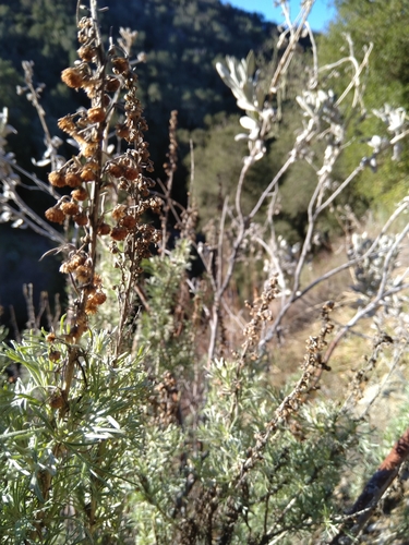 iNaturalist observation photo of California sagebrush