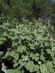 Malacothamnus hallii