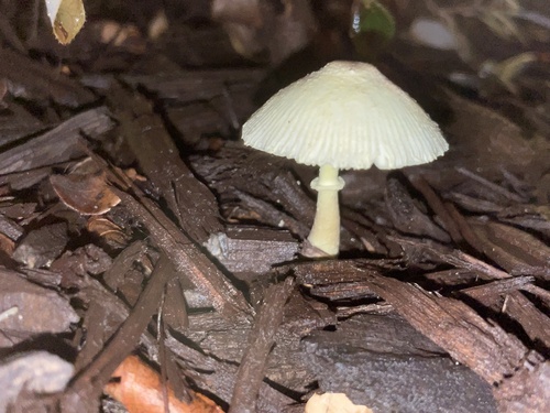 Leucocoprinus image