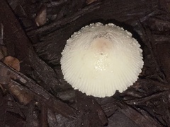 Leucocoprinus birnbaumii image