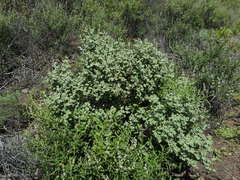 Malacothamnus hallii