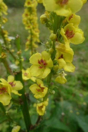Verbascum nigrum