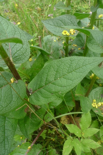 Verbascum nigrum