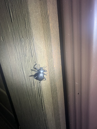 iNaturalist observation photo of California Broad-necked Darkling Beetle