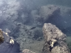 Girella nigricans