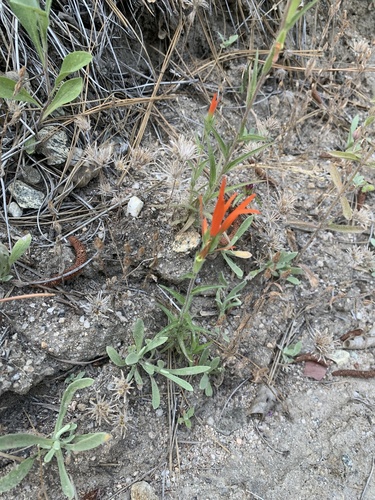 iNaturalist observation photo of Seep Paintbrush