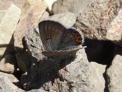 Icaricia shasta