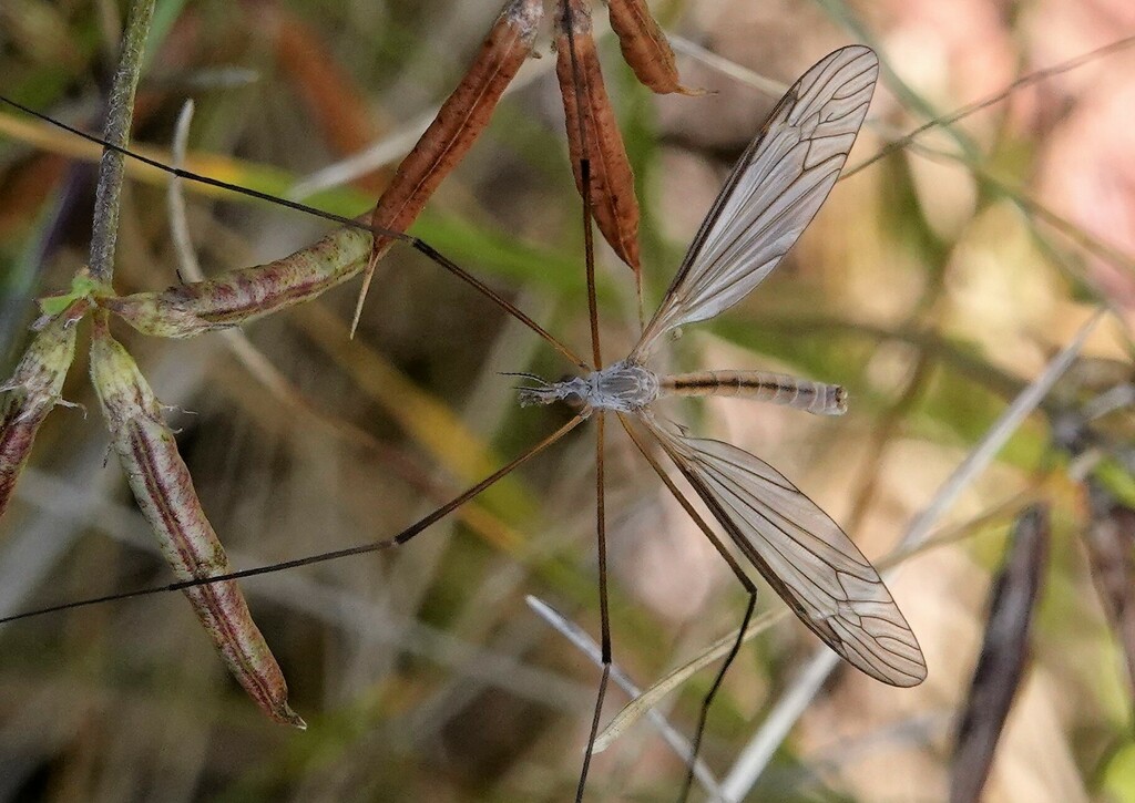 Tipula cunctans