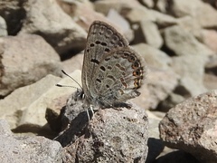 Icaricia shasta