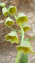 Fritillaria persica