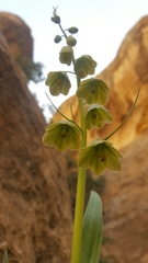 Fritillaria persica